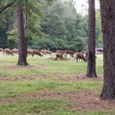 Review photo of Paradise Ranch RV Resort by Cat R., June 9, 2020