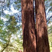 Review photo of Samuel P. Taylor State Park Campground by Beronica  D., June 10, 2020