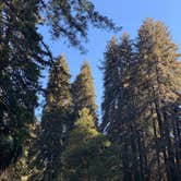 Review photo of Samuel P. Taylor State Park Campground by Beronica  D., June 10, 2020