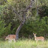 Review photo of Guadalupe River RV Park and Campgrounds by Deborah C., June 10, 2020