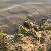 Review photo of Patoka Lake Campground by Stacey S., June 10, 2020