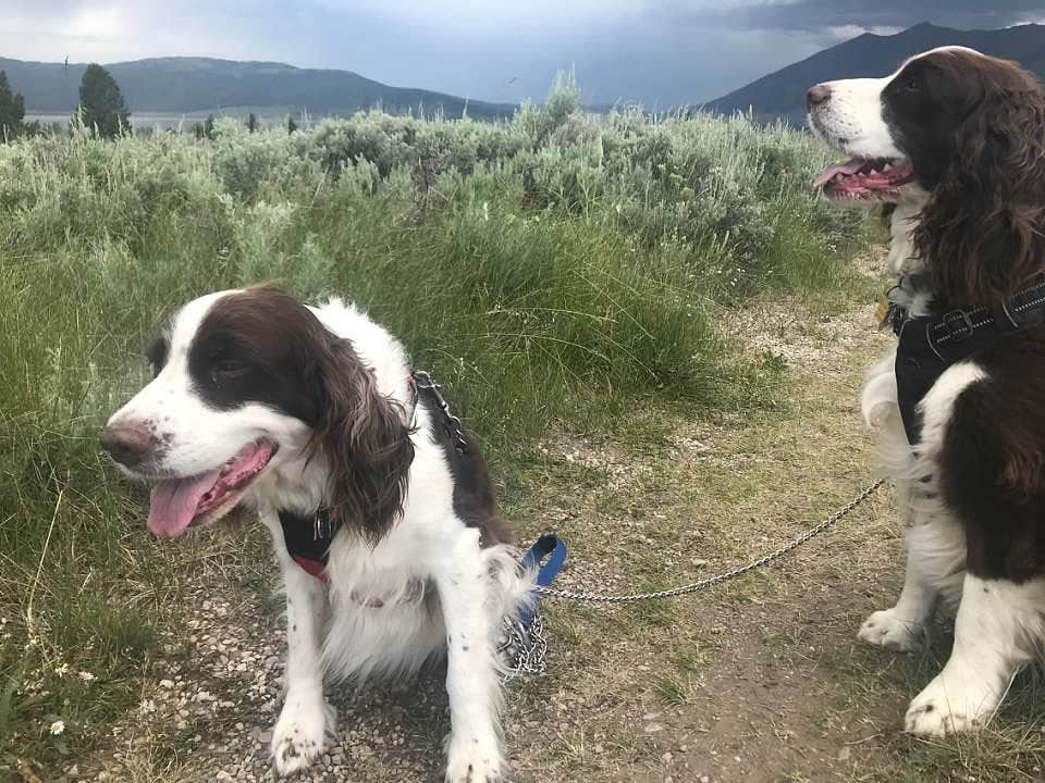 Joel R.'s photo of camping with pets at Henrys Lake State Park Campground in Idaho