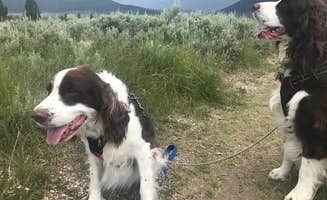 Joel R.'s photo of camping with pets at Henrys Lake State Park Campground near Island Park, ID