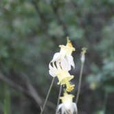 Review photo of Henrys Lake State Park Campground by Joel R., July 11, 2019