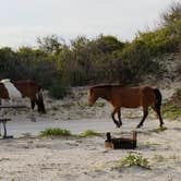 Review photo of Assateague State Park Campground by Paully B., October 16, 2017