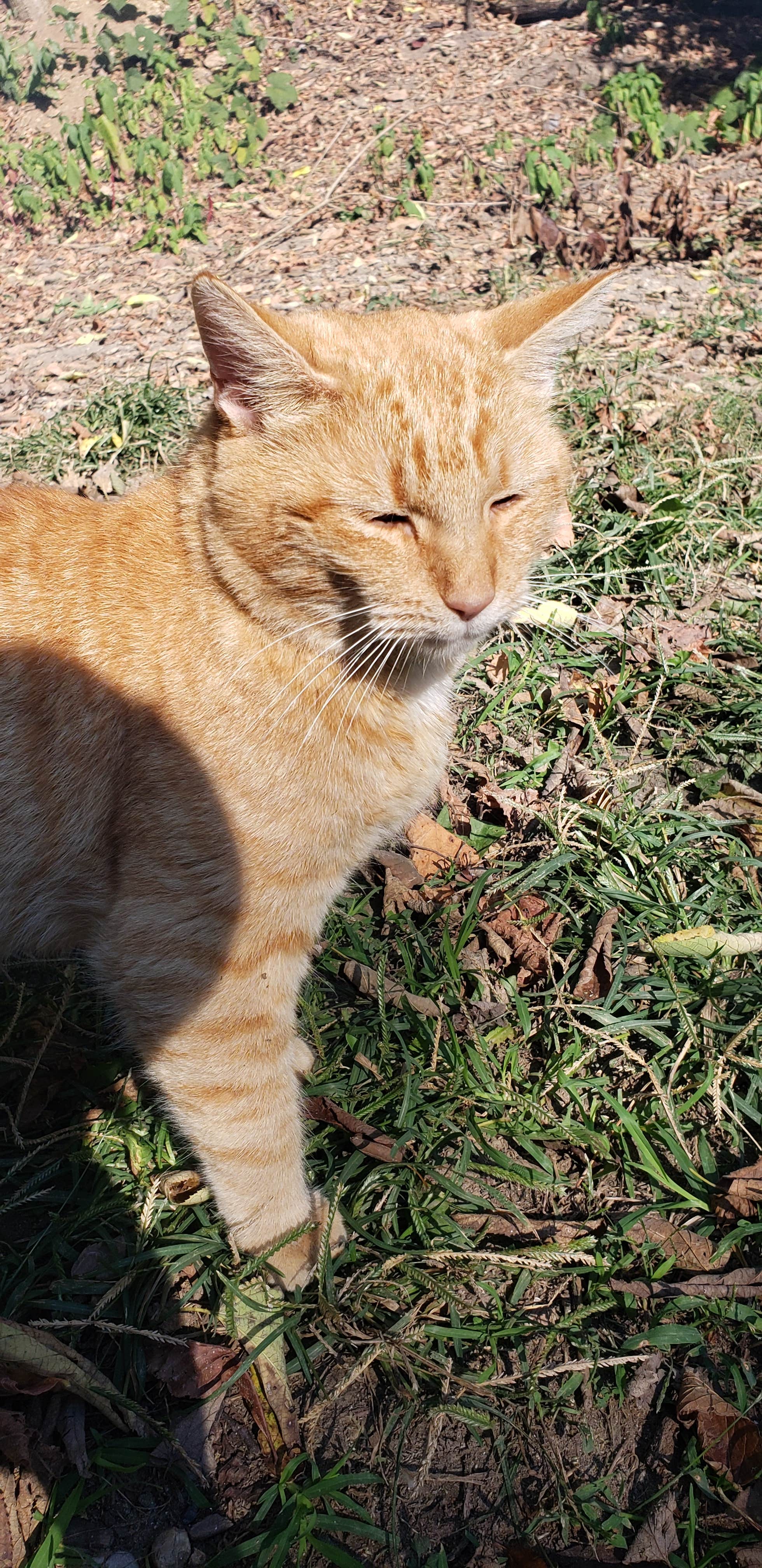 Shane H.'s photo of camping with pets at Sugar Creek Campground near Marshall, IN