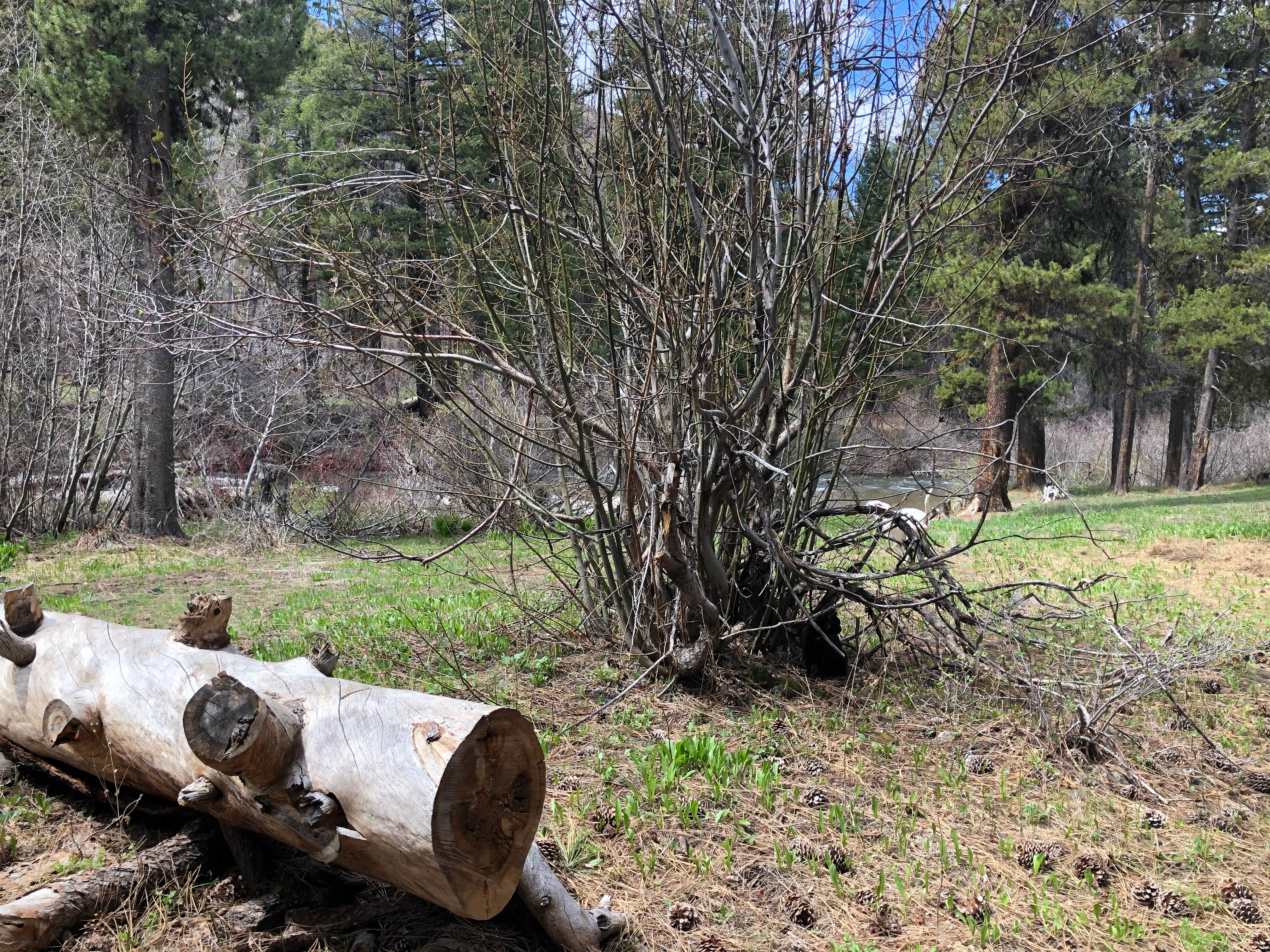 Camping near Irish Point Dispersed Camp Ground: Ice Springs, Corral, Idaho