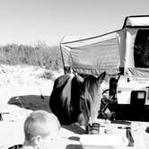 Review photo of Assateague State Park Campground by Paully B., October 16, 2017