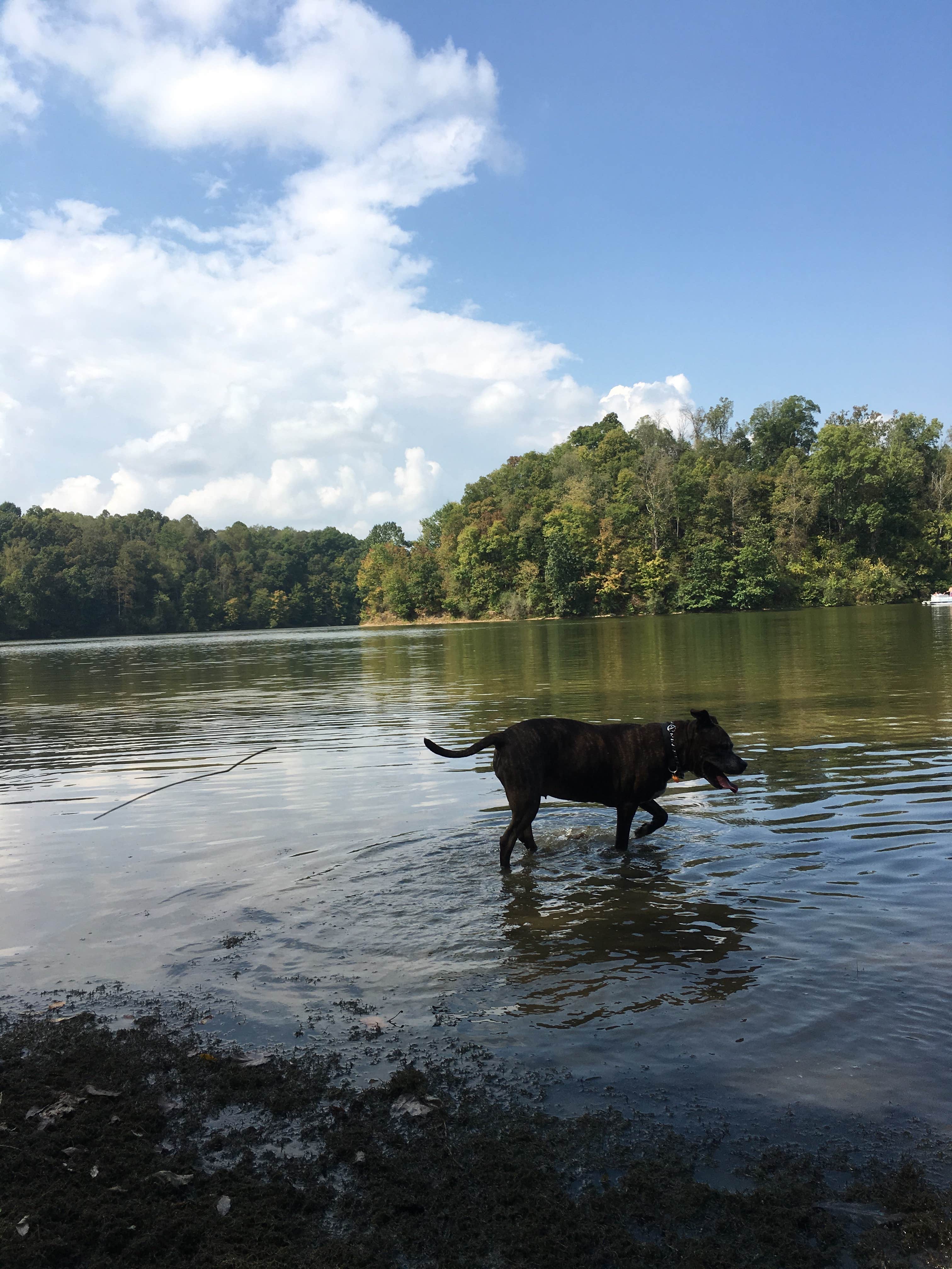 Renée C.'s photo of camping with pets at Salt Fork State Park Campground near Coshocton, OH