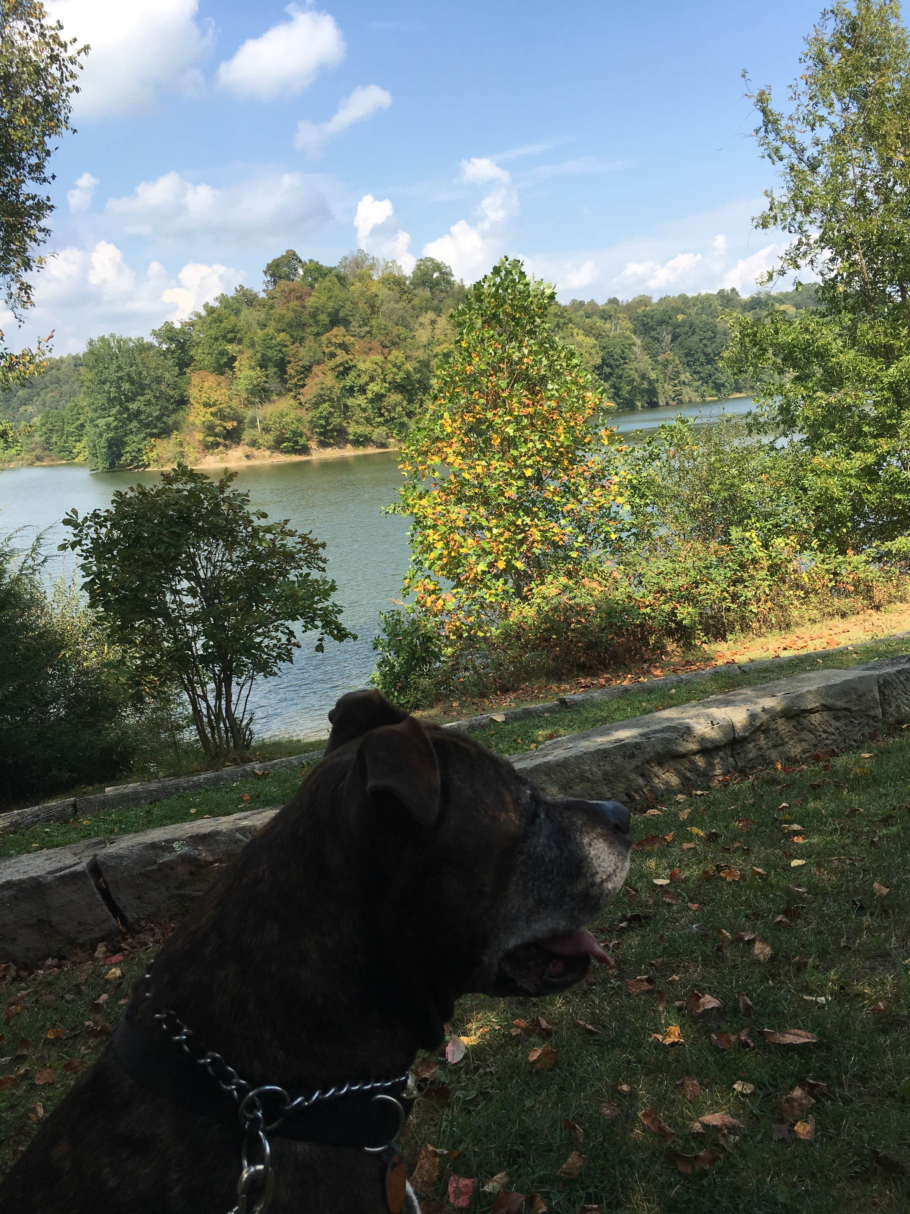 Renée C.'s photo of camping with pets at Salt Fork State Park Campground near Wheeling, WV