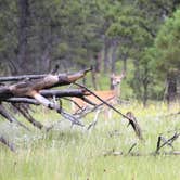 Review photo of Belle Fourche Campground at Devils Tower — Devils Tower National Monument by Joel R., July 22, 2019