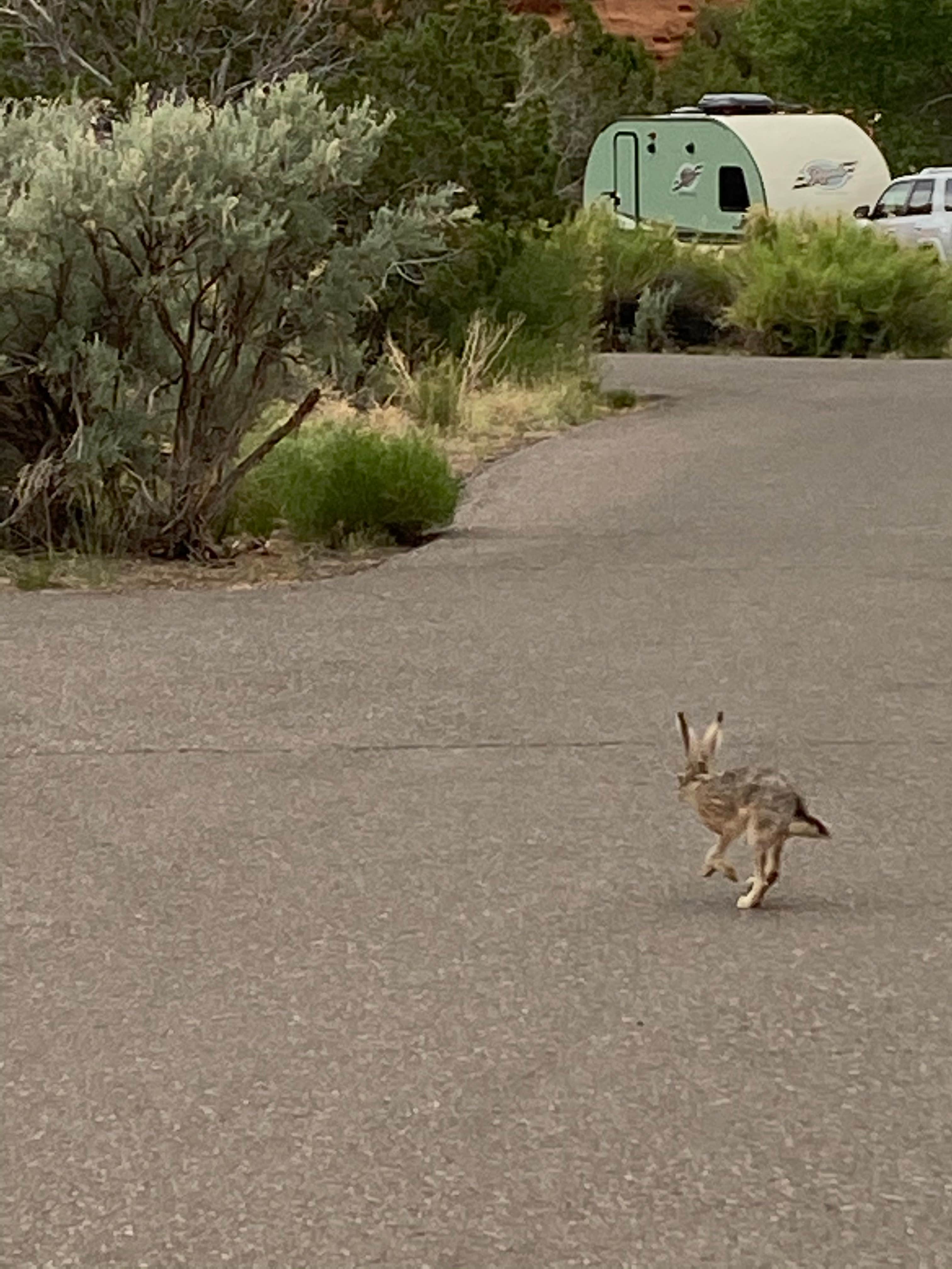 Lisa N.'s photo of camping with pets at Bryce View Campground — Kodachrome Basin State Park near Cannonville, UT