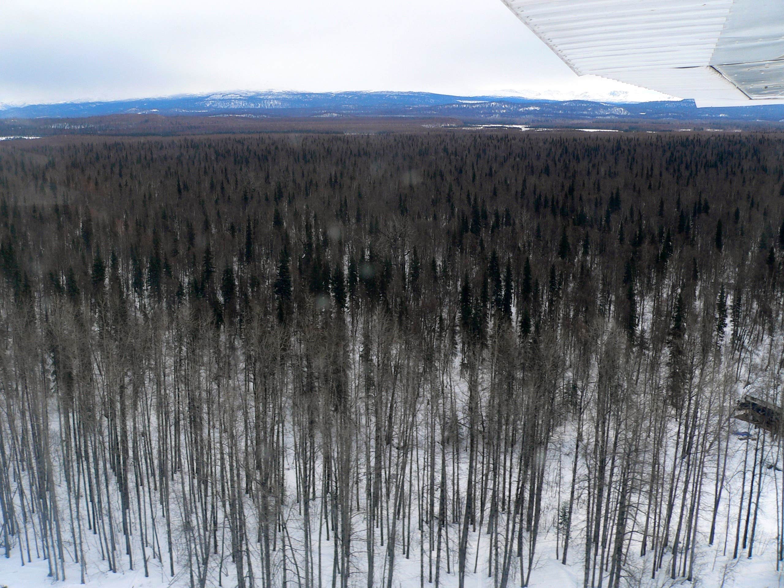 Camper submitted image from Denali Viewpoint - Denali State Park - 1