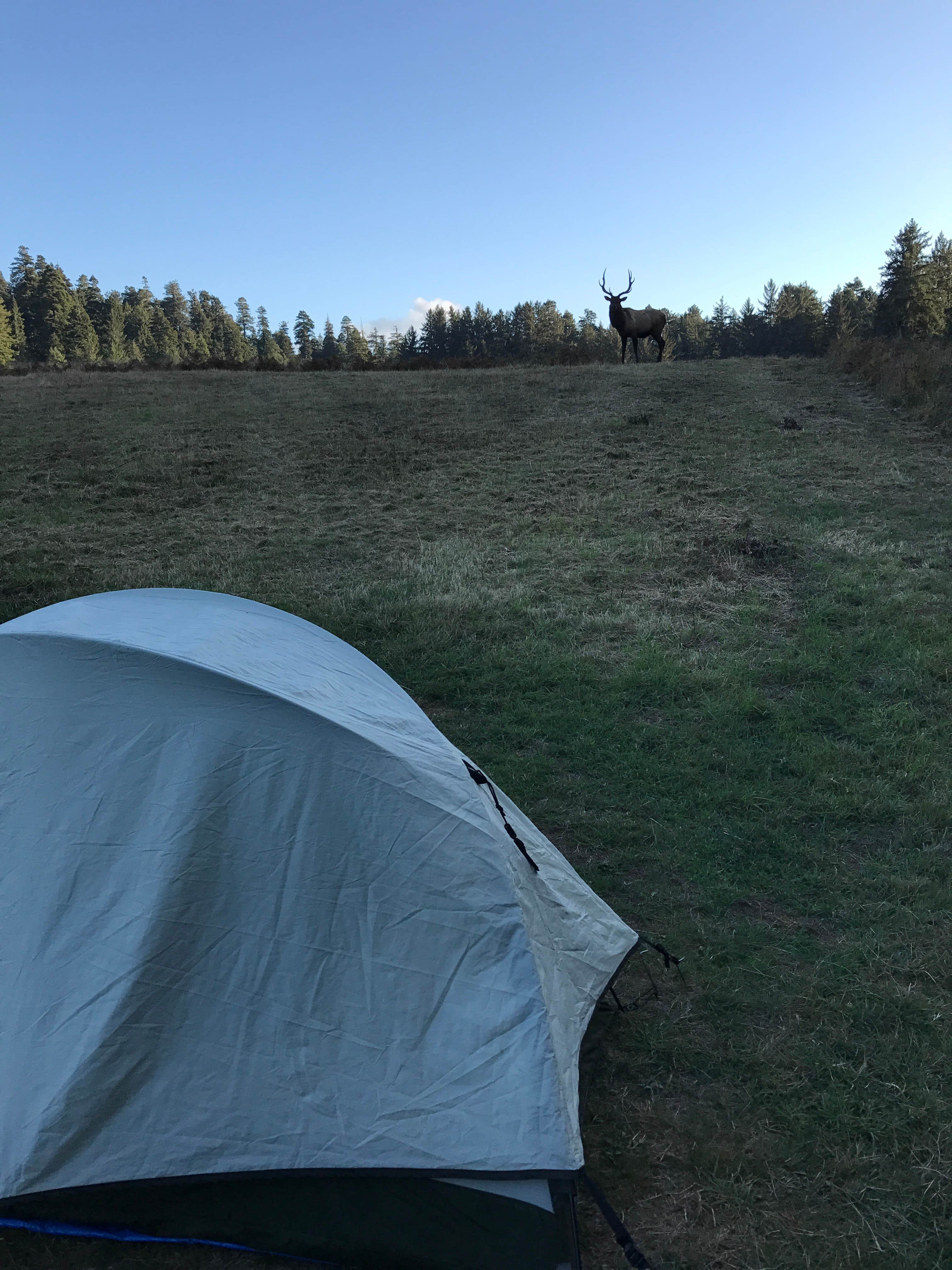 Lauren L.'s photo at Elk Prairie Campground — Prairie Creek Redwoods State Park near Klamath, CA