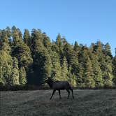 Review photo of Elk Prairie Campground — Prairie Creek Redwoods State Park by Lauren L., October 18, 2017