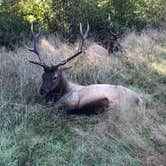 Review photo of Elk Prairie Campground — Prairie Creek Redwoods State Park by Lauren L., October 18, 2017