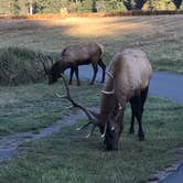 Review photo of Elk Prairie Campground — Prairie Creek Redwoods State Park by Lauren L., October 18, 2017