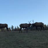 Review photo of Elk Prairie Campground — Prairie Creek Redwoods State Park by Lauren L., October 18, 2017