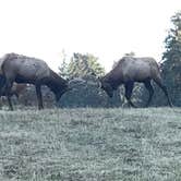 Review photo of Elk Prairie Campground — Prairie Creek Redwoods State Park by Lauren L., October 18, 2017
