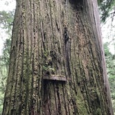 Review photo of Jedediah Smith - Redwood National and State Park by Lauren L., October 18, 2017