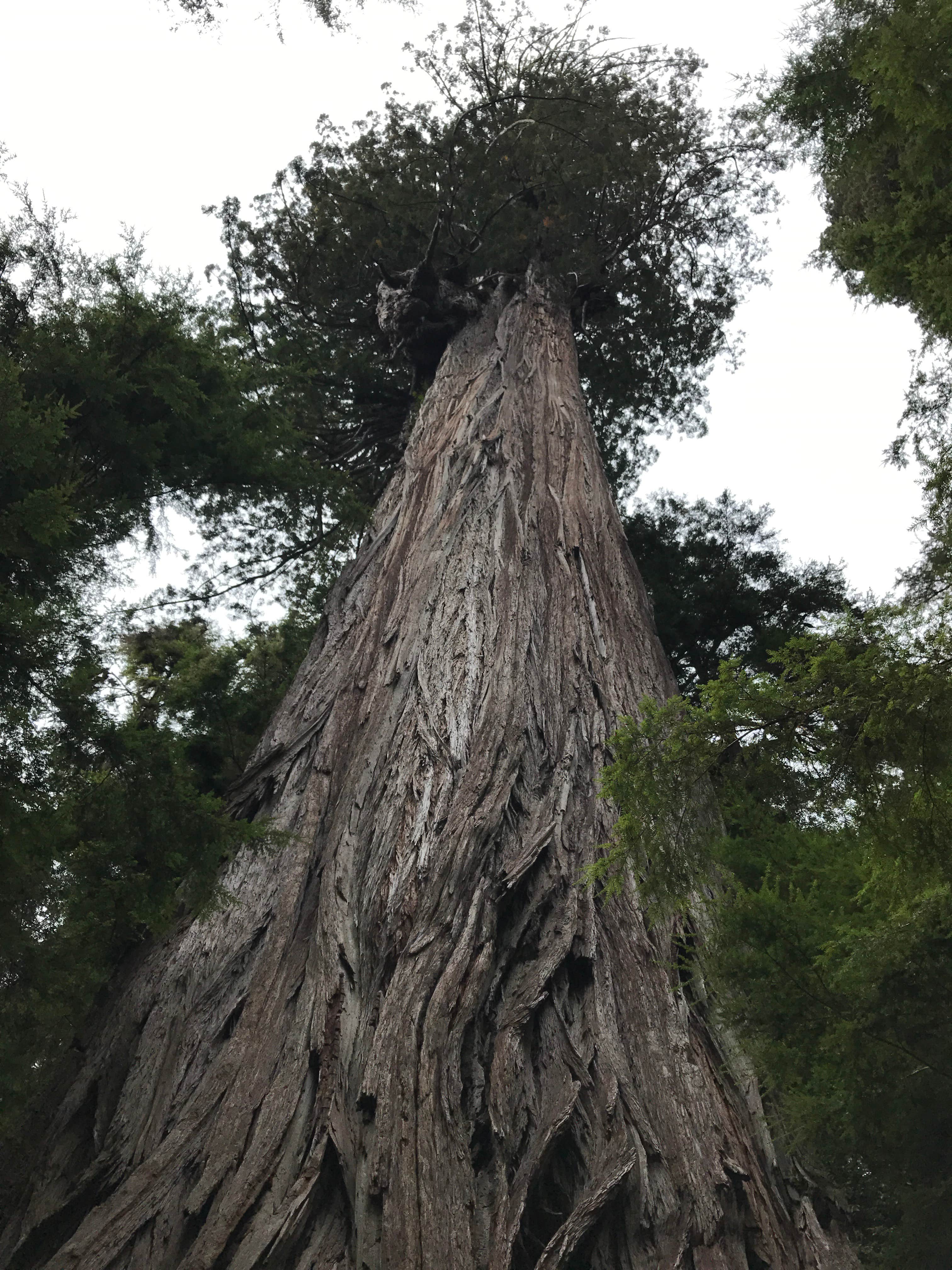Jedediah Smith Redwoods State Park Campground