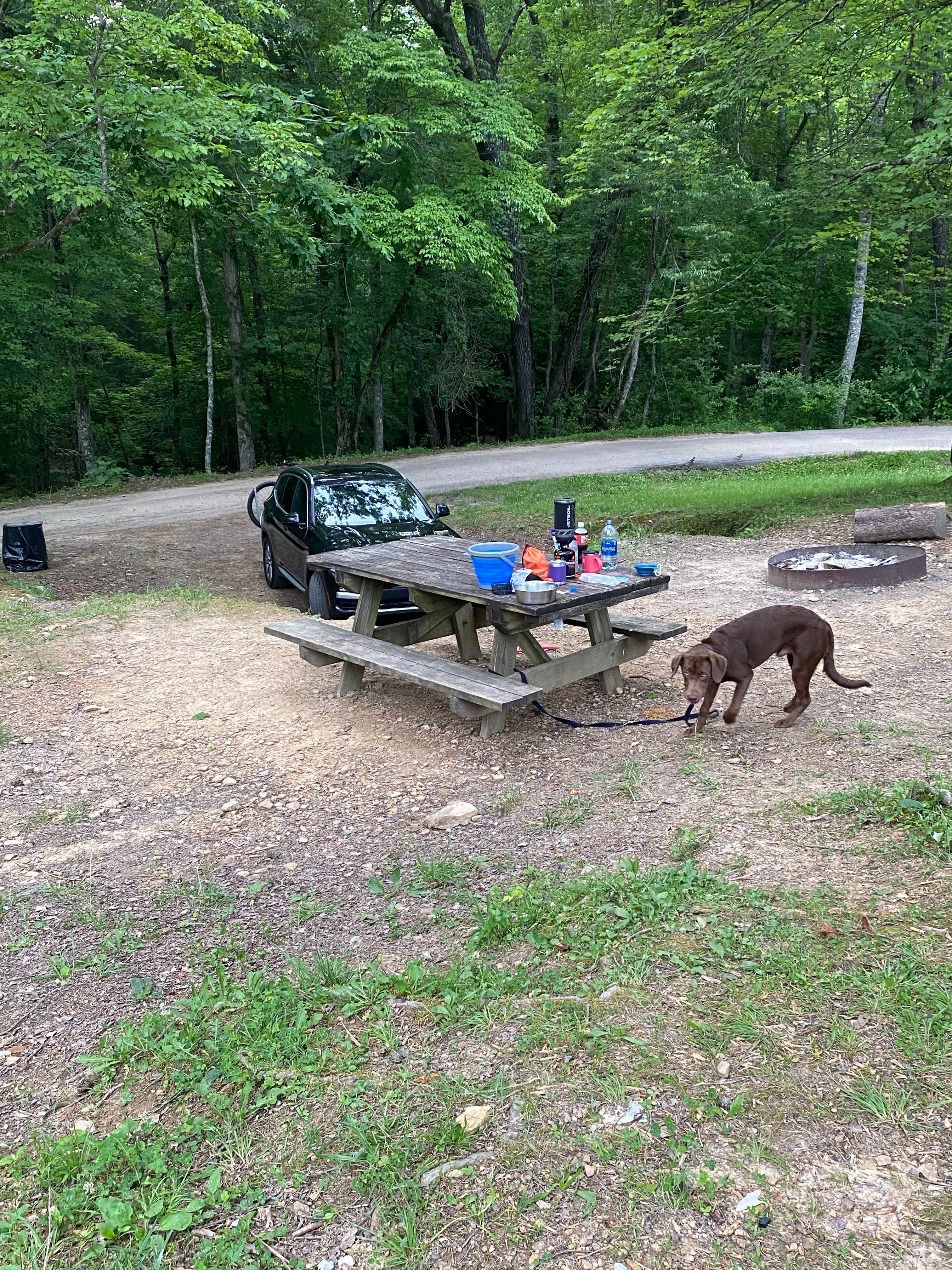 Rachael H.'s photo of camping with pets at Fall Creek Falls State Park Campground near Harrison, TN