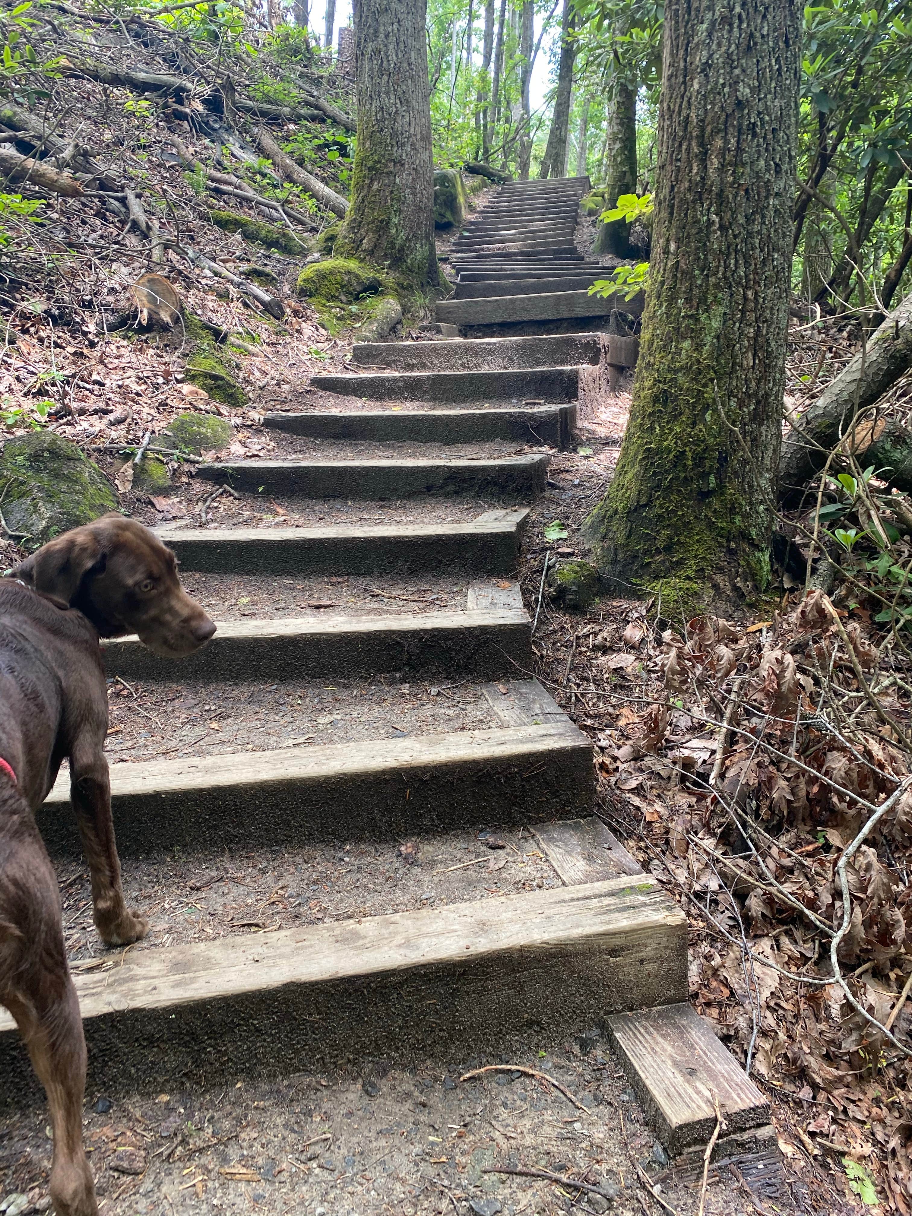Rachael H.'s photo of camping with pets at Stone Mountain State Park Campground in North Carolina