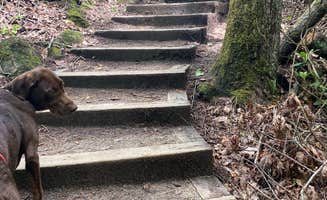 Rachael H.'s photo of camping with pets at Stone Mountain State Park Campground near Elkin, NC