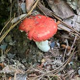 Review photo of Gulpha Gorge Campground — Hot Springs National Park by Rachael H., June 11, 2020