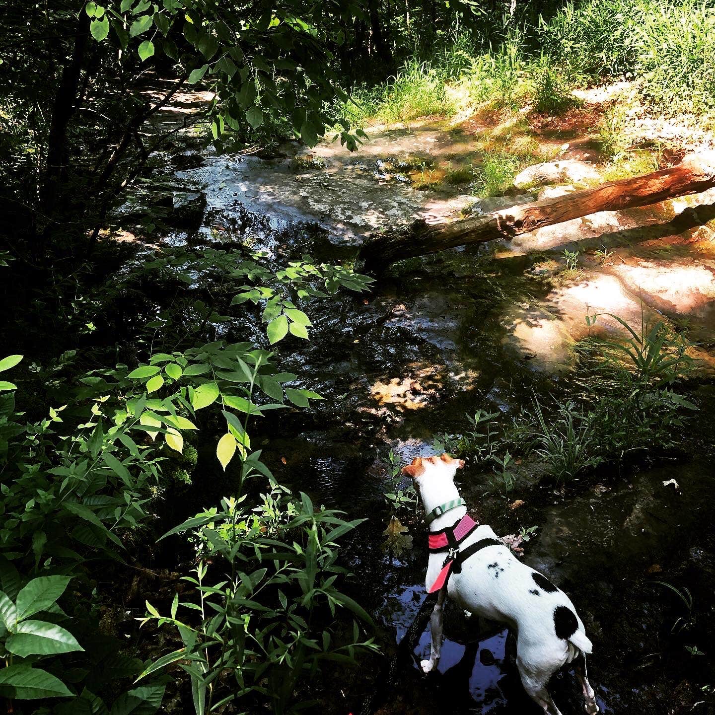 Sherry W.'s photo of camping with pets at Giant City State Park Campground near Cape Girardeau, MO