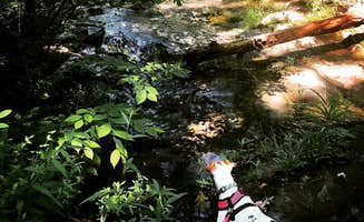 Sherry W.'s photo of camping with pets at Giant City State Park Campground near Makanda, IL