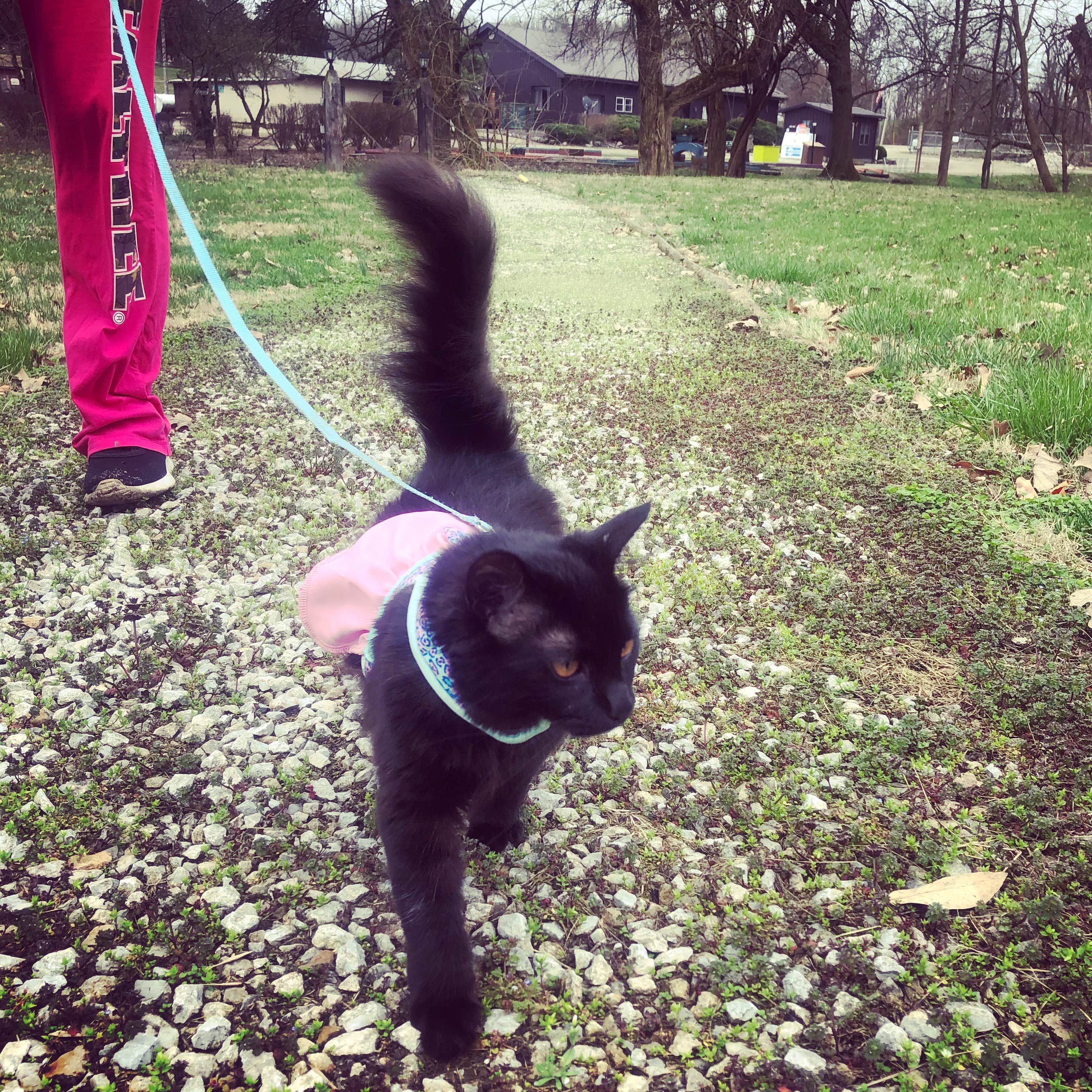 Sherry W.'s photo of camping with pets at Country Bend Campground near Ramsey, IL