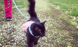 Sherry W.'s photo of camping with pets at Country Bend Campground near Alton, IL