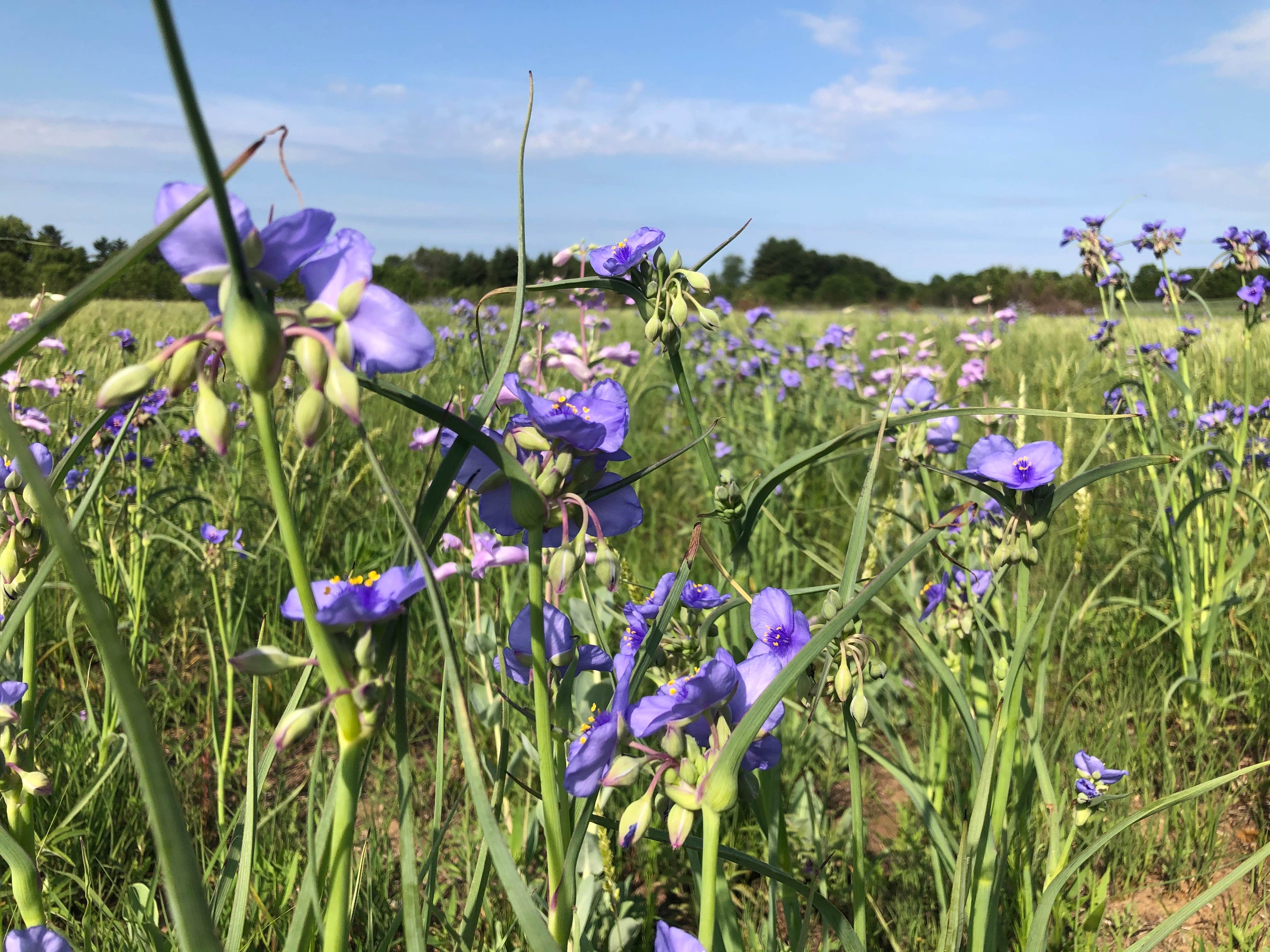 Camper-submitted photo at Wisconsin Riverside Resort near Fennimore, WI