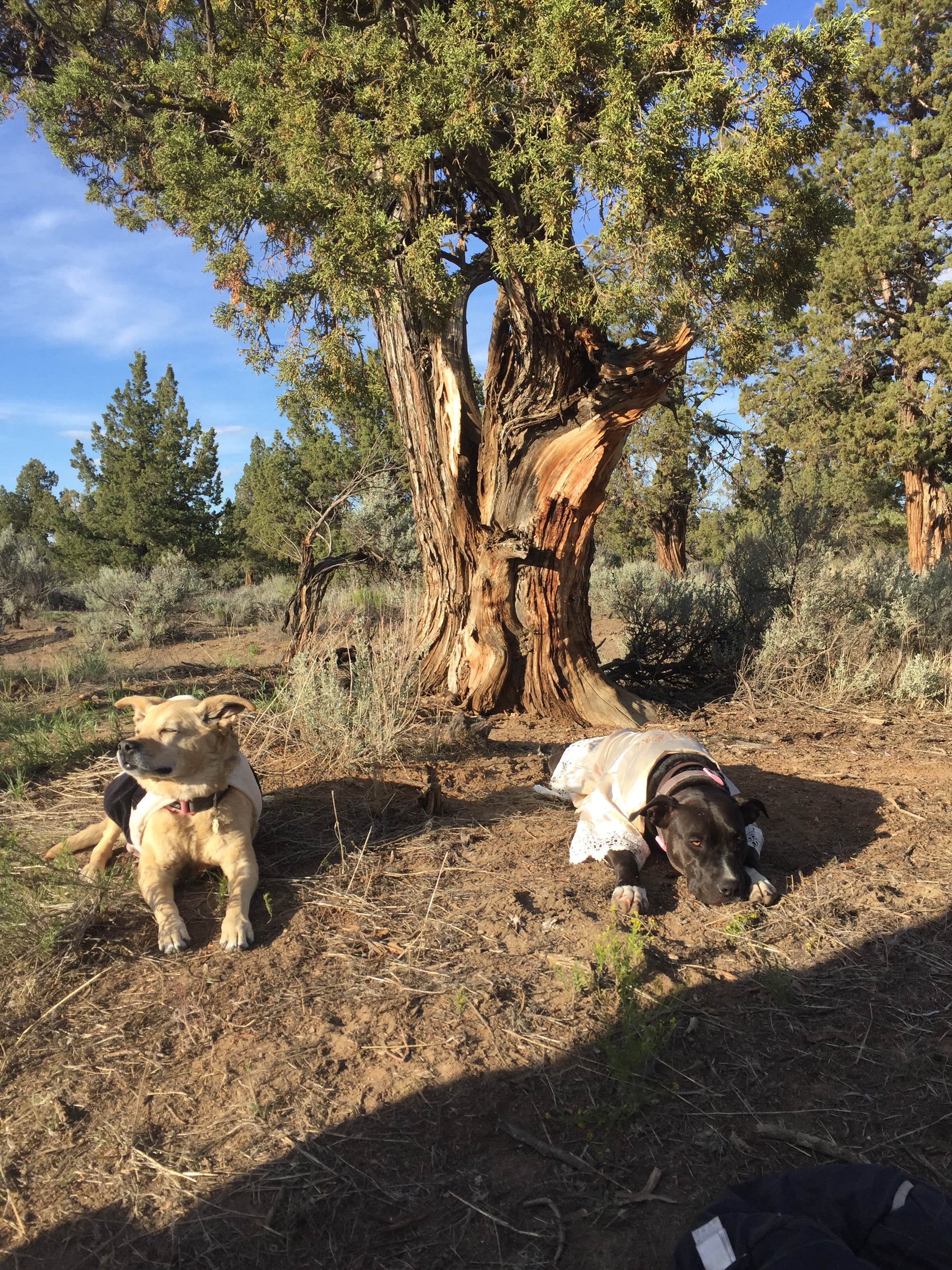 Hali F.'s photo of camping with pets at Reynolds Pond Recreation Site near Central Oregon