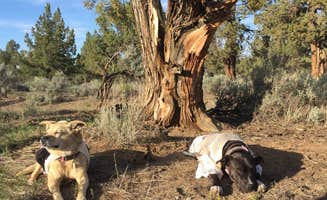 Hali F.'s photo of camping with pets at Reynolds Pond Recreation Site near Central Oregon