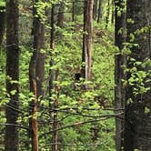 Review photo of Cades Cove Campground by Ashley R., June 11, 2020