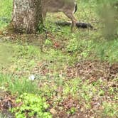 Review photo of Cades Cove Campground by Ashley R., June 11, 2020