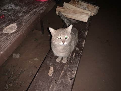 Magarin H.'s photo of camping with pets at Sunglow Campground near Fremont, UT