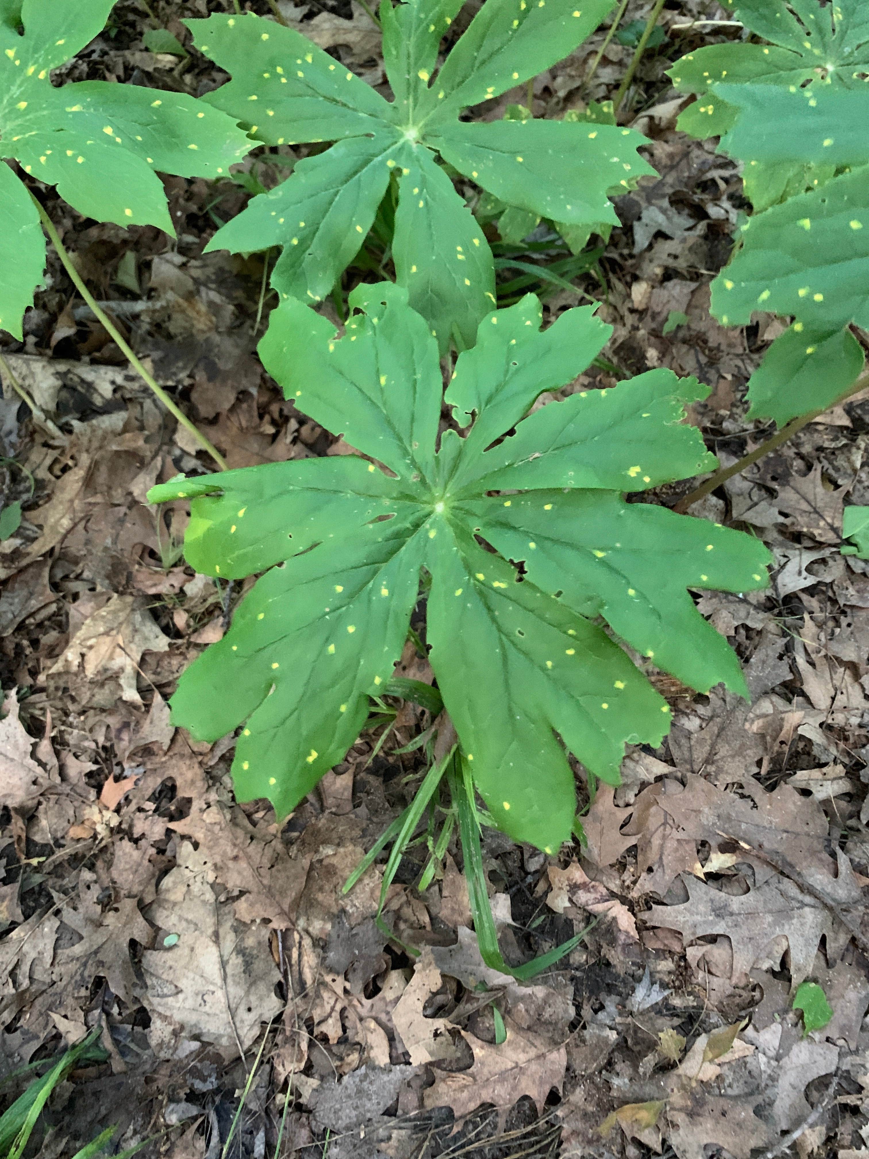 Camper-submitted photo at Hungry Horse Campground near Caledonia, MI