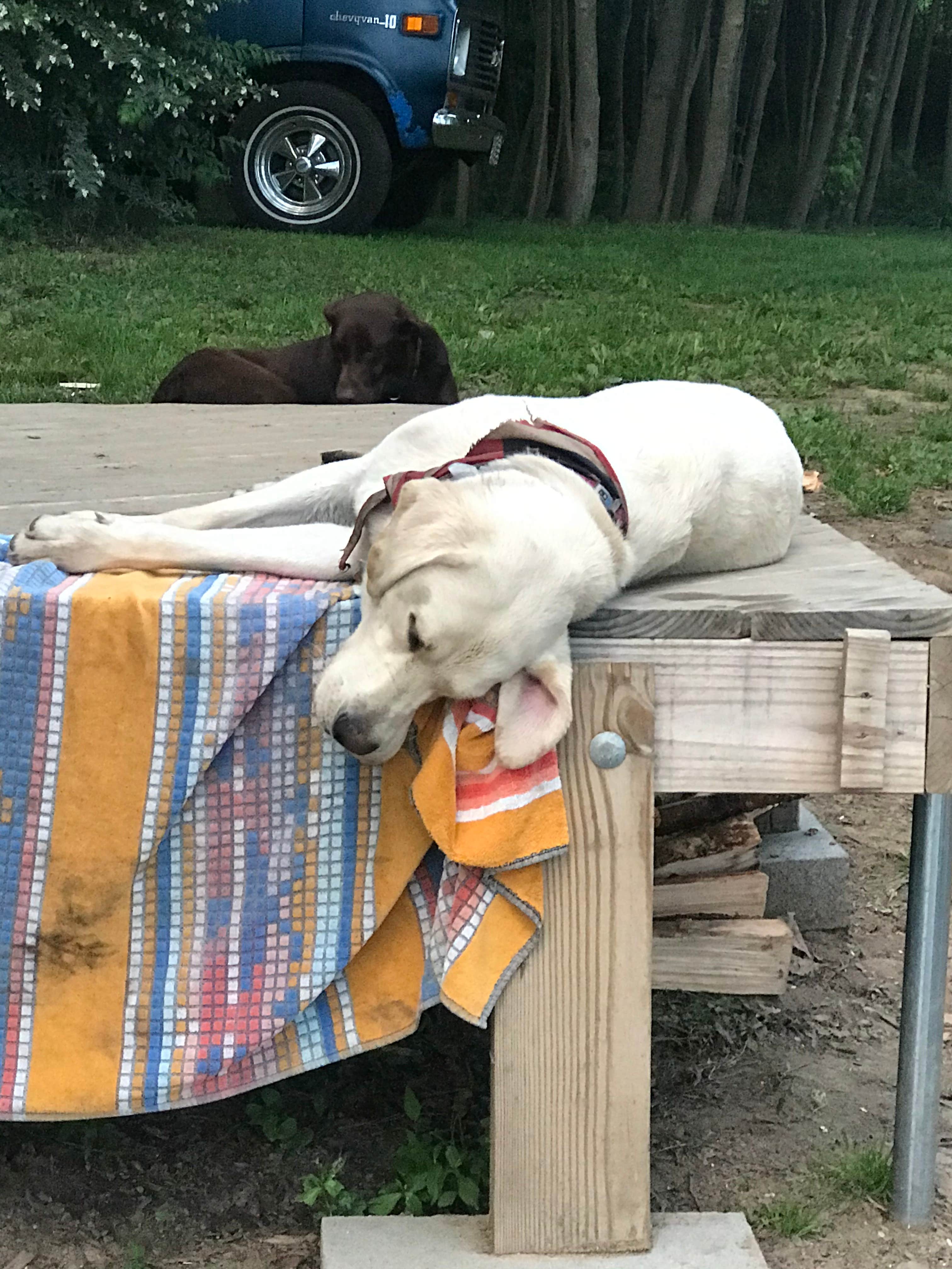 James B.'s photo of camping with pets at River Rock Recreation near York, PA