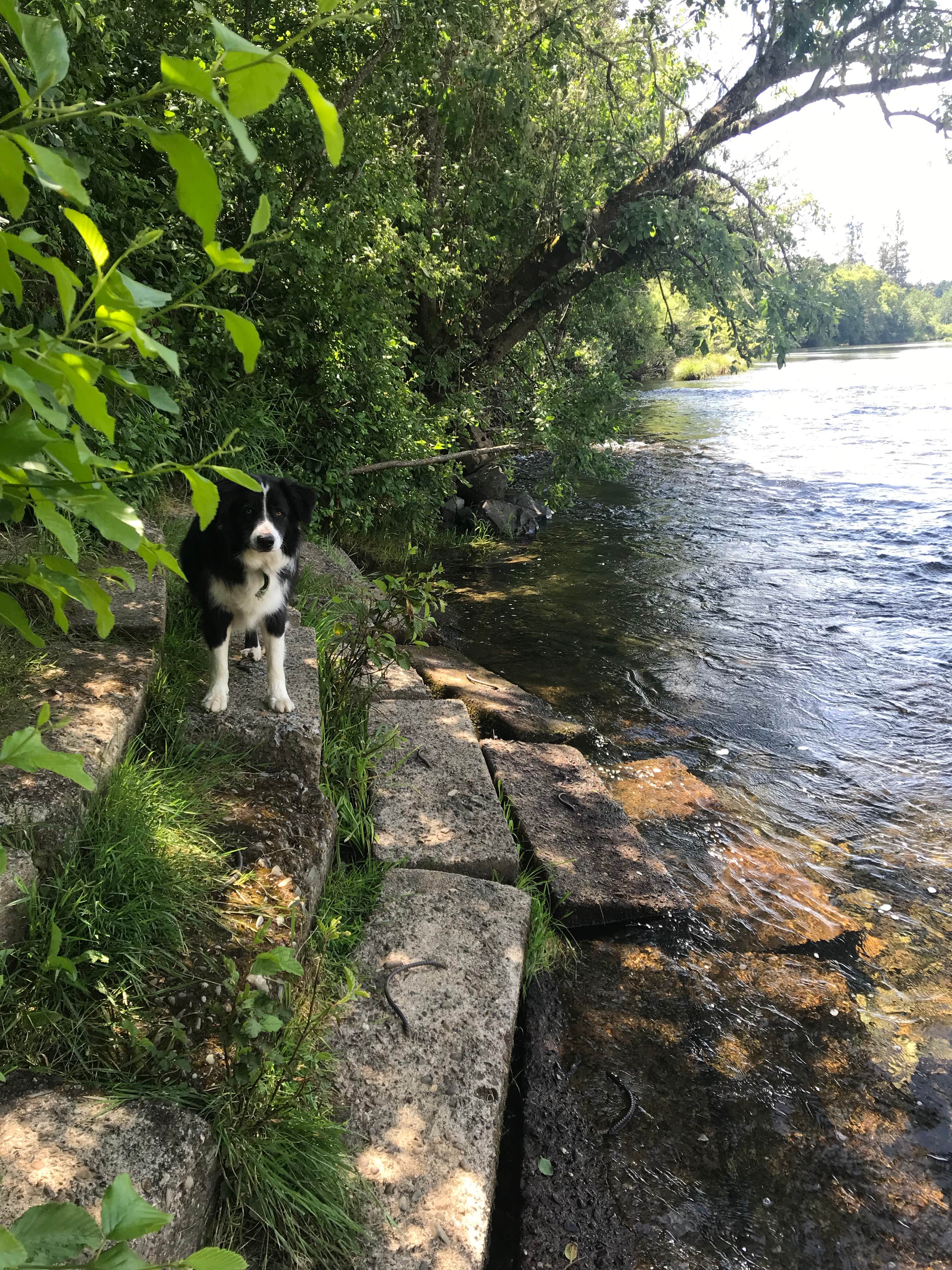 Camper-submitted photo at Laughing Alpaca Campground + RV Park near Grants Pass, OR