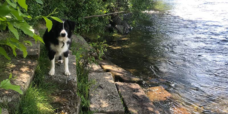 Camper submitted image from Laughing Alpaca Campground + RV Park