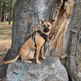 Review photo of San Gorgonio Campground by Kate W., June 12, 2020