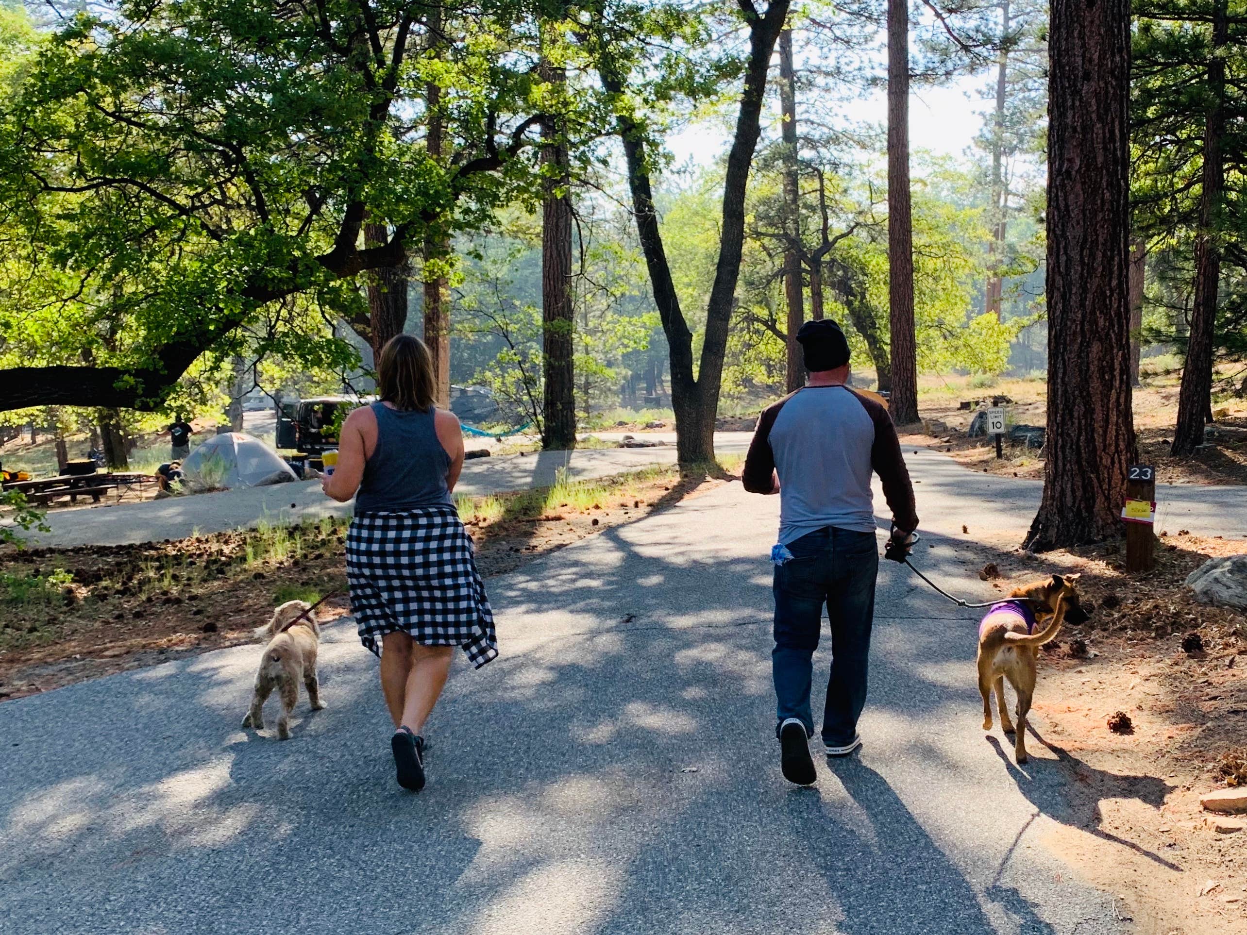 Kate W.'s photo of camping with pets at San Gorgonio Campground near Big Bear Lake, CA