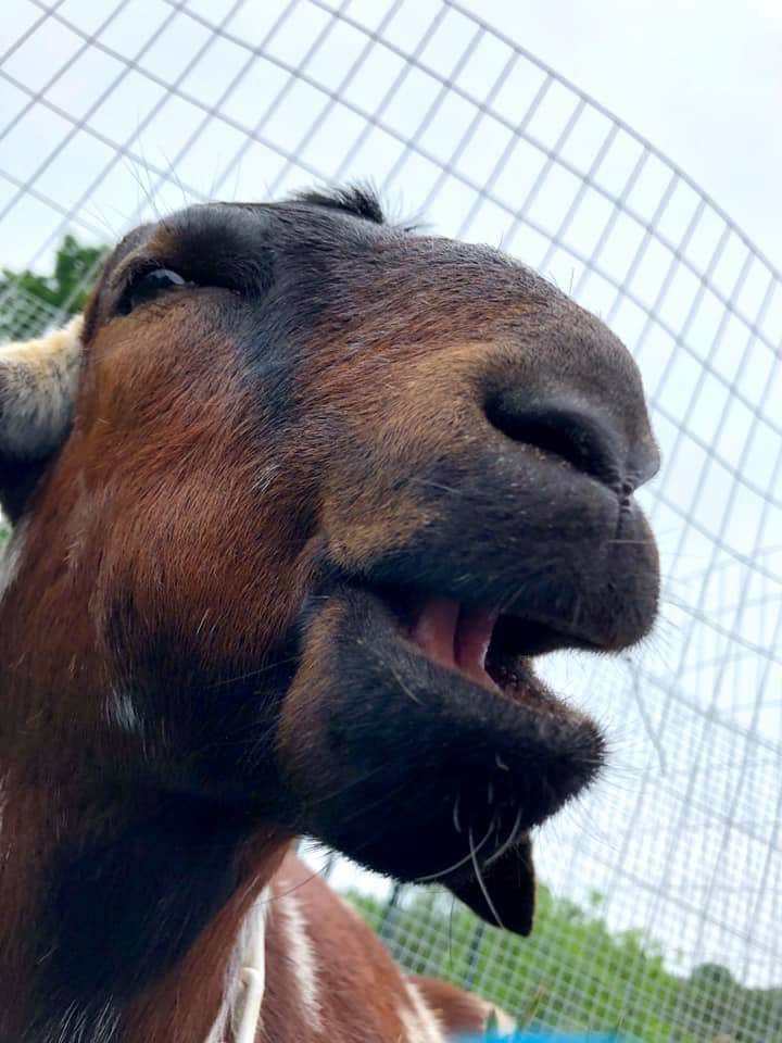 Katie V.'s photo of camping with pets at Valhalla Mountain Farm in Virginia