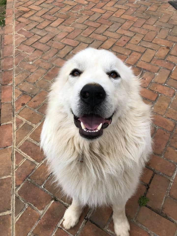 Camper-submitted photo at Valhalla Mountain Farm near Scottsville, VA
