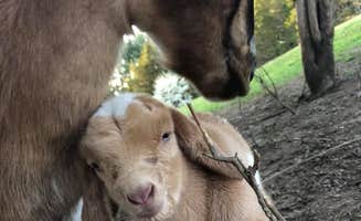 Katie V.'s photo of camping with pets at Valhalla Mountain Farm near Maidens, VA