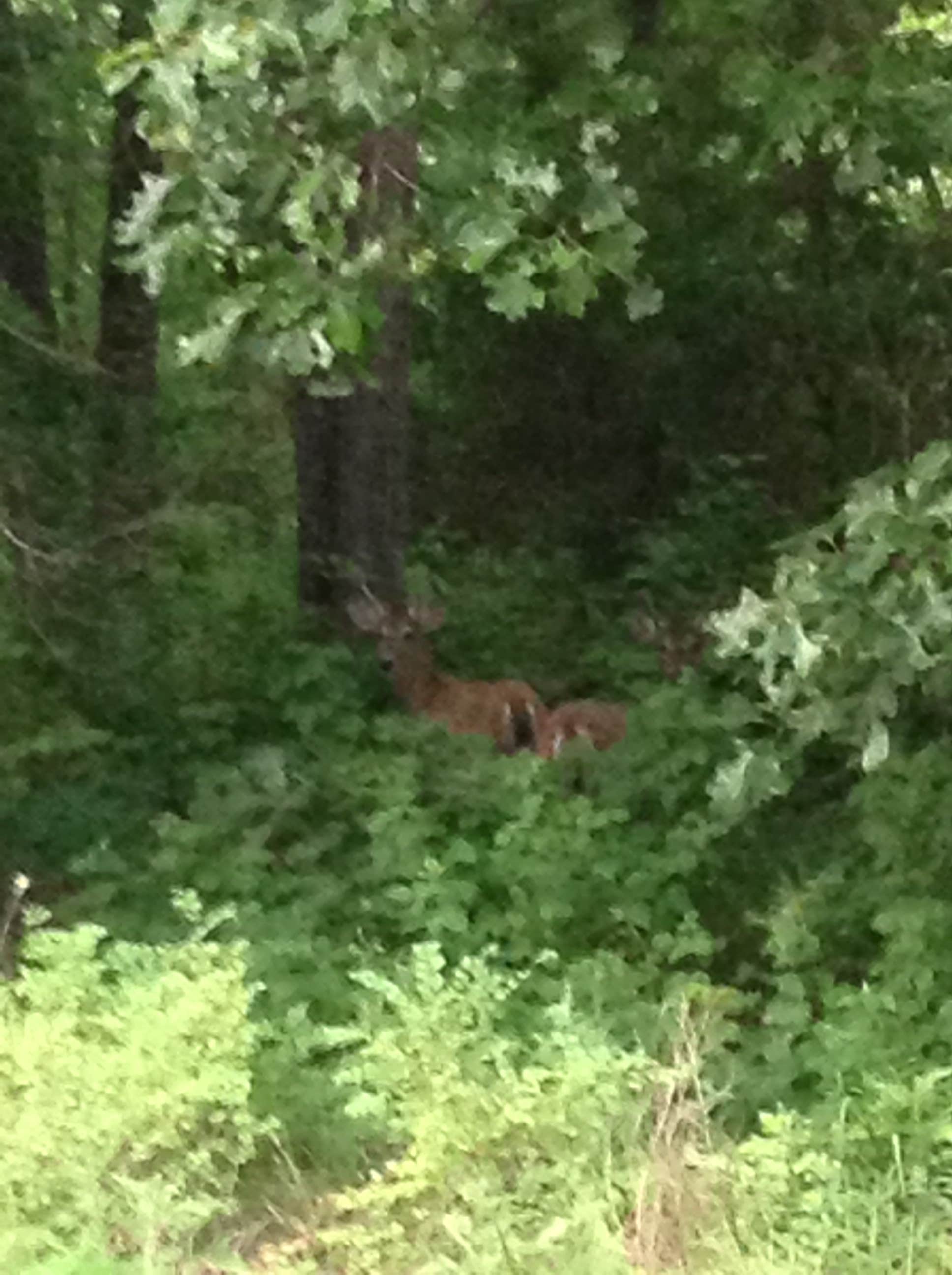 Camper submitted image from Berry Bend - 5