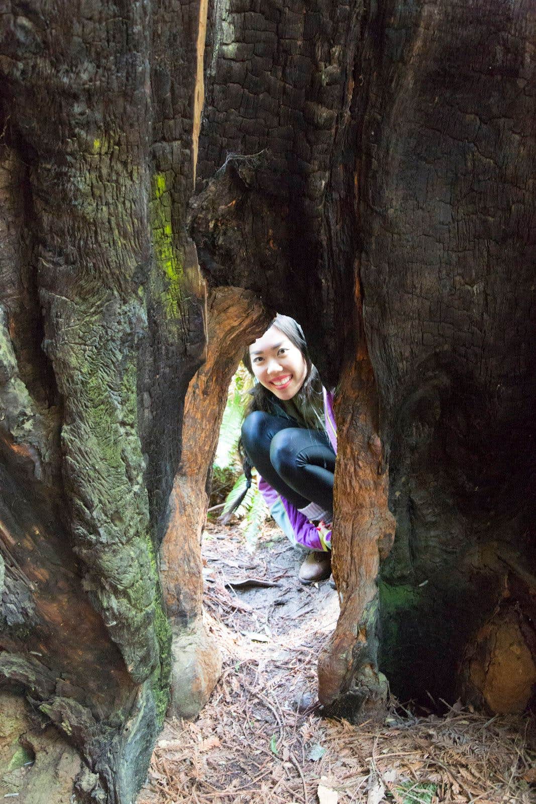 Camper submitted image from Jedidiah Smith Campground — Redwood National Park - 4